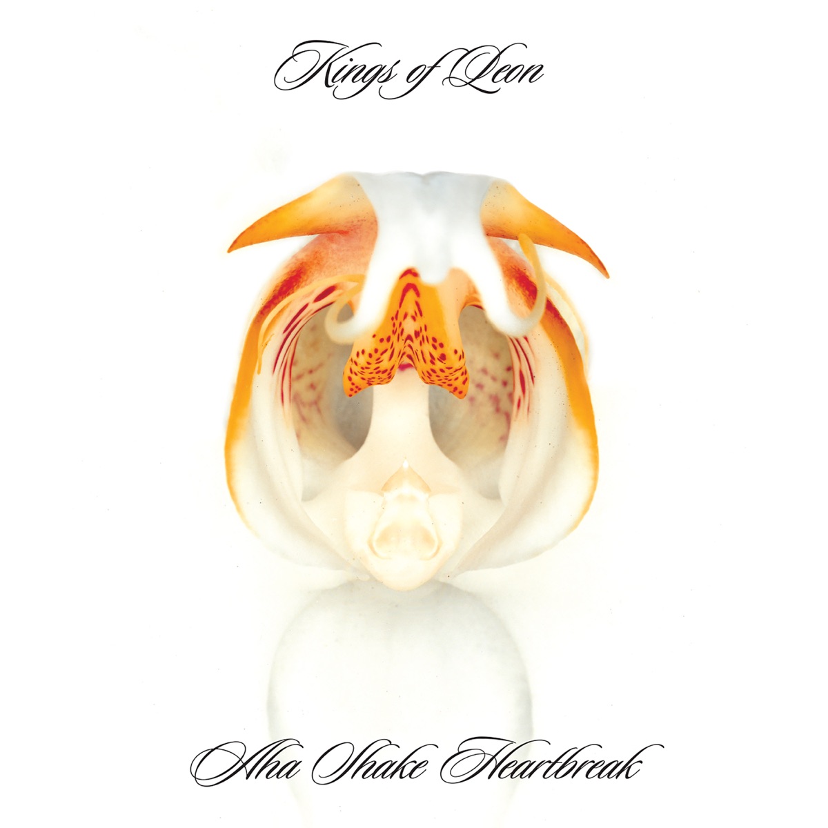 Обложка Kings of Leon — Aha Shake Heartbreak