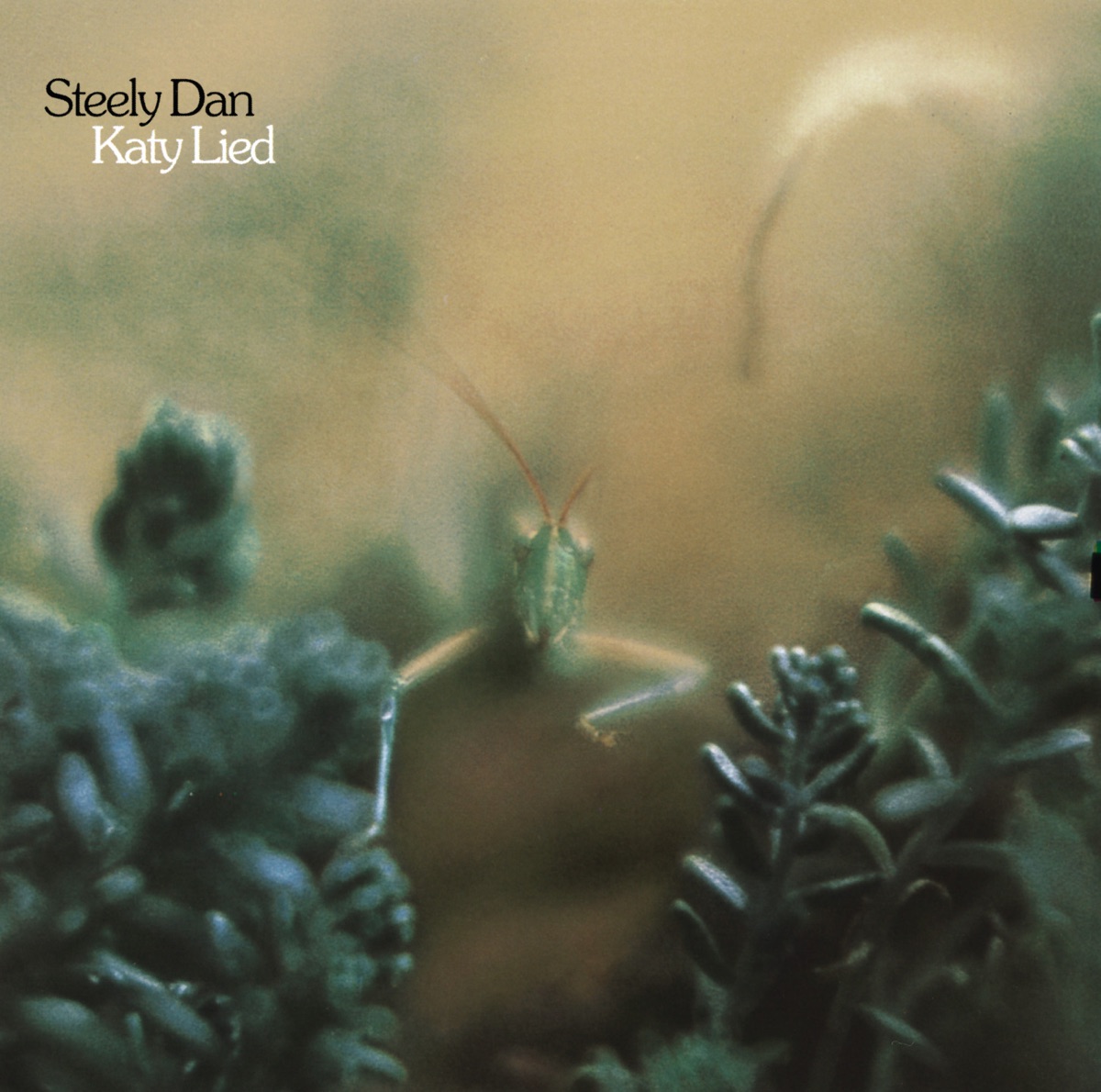 Обложка Steely Dan — Katy Lied