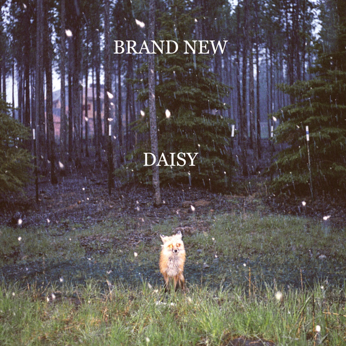 Обложка Brand New — Daisy
