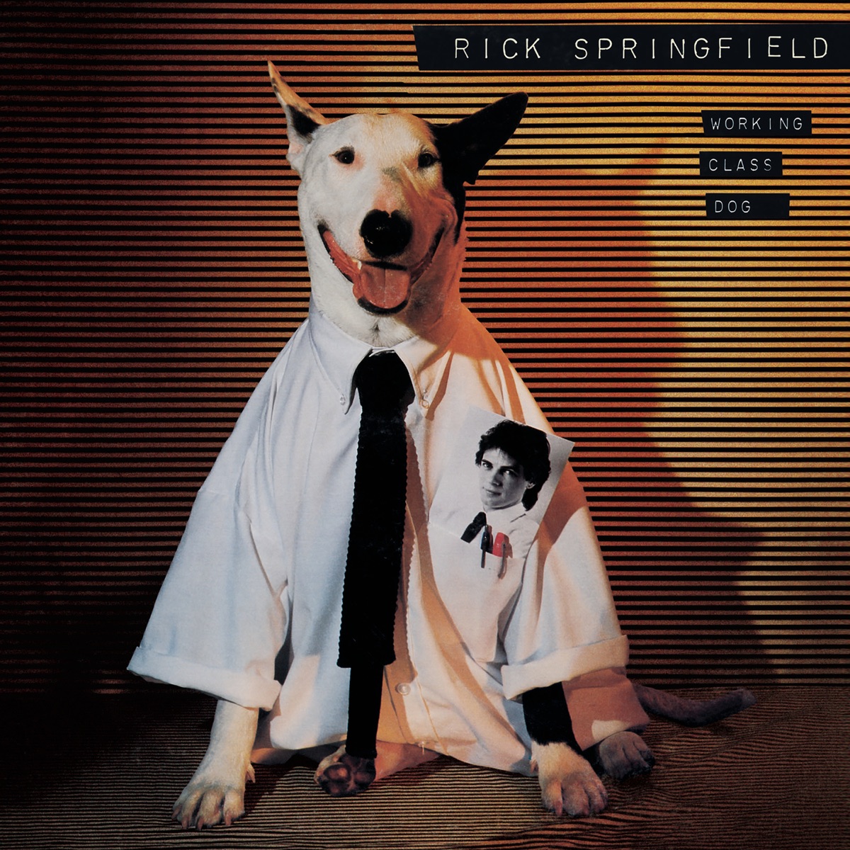 Обложка Rick Springfield — Working Class Dog