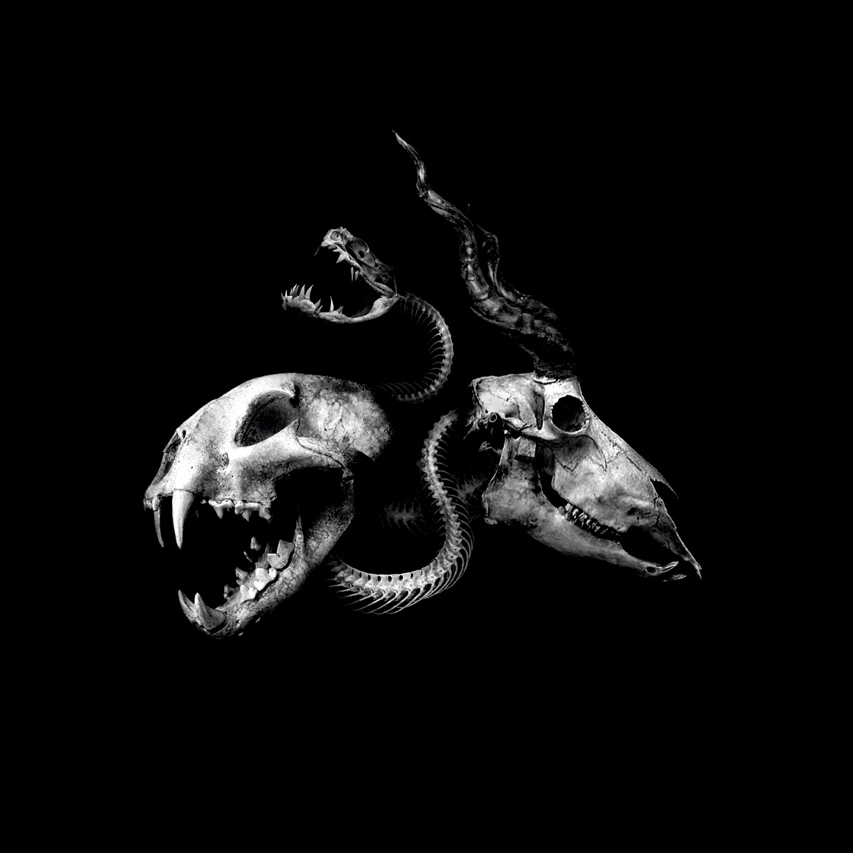 Chimaira