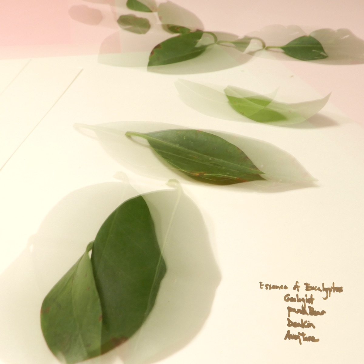 Обложка Avey Tare — Eucalyptus