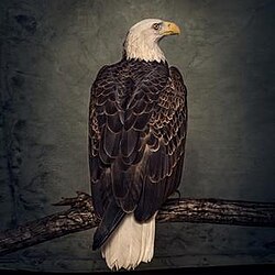 Обложка Clutch — BOOK OF BAD DECISIONS